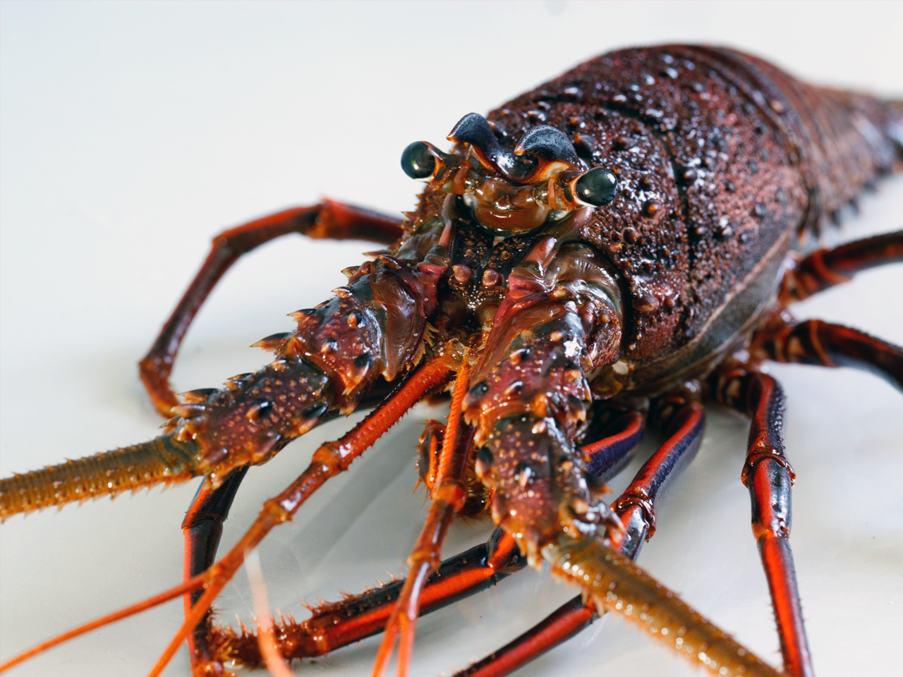 Professor Fuzzworthy Tasmanian Crayfish